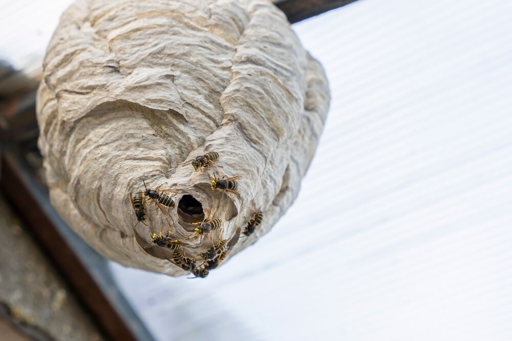 The Dangers Associated With Wasp Nests