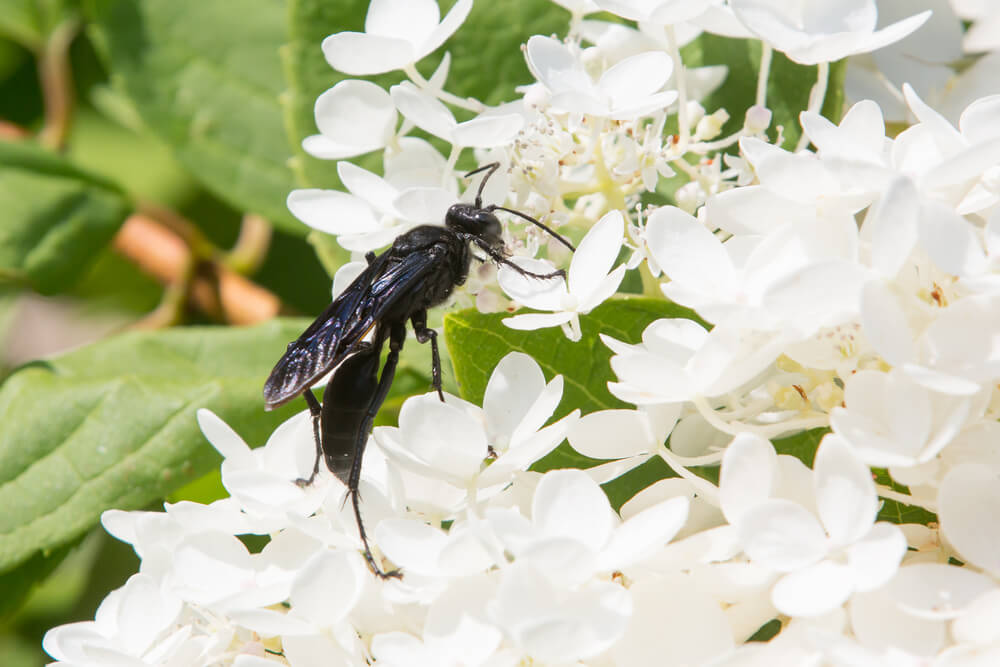 The Role Of Black Wasps In The Ecosystem