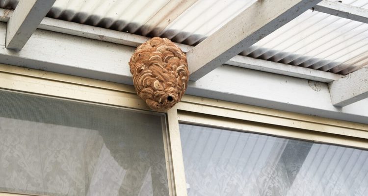 Understanding Wasp Nests Identification Removal And Prevention