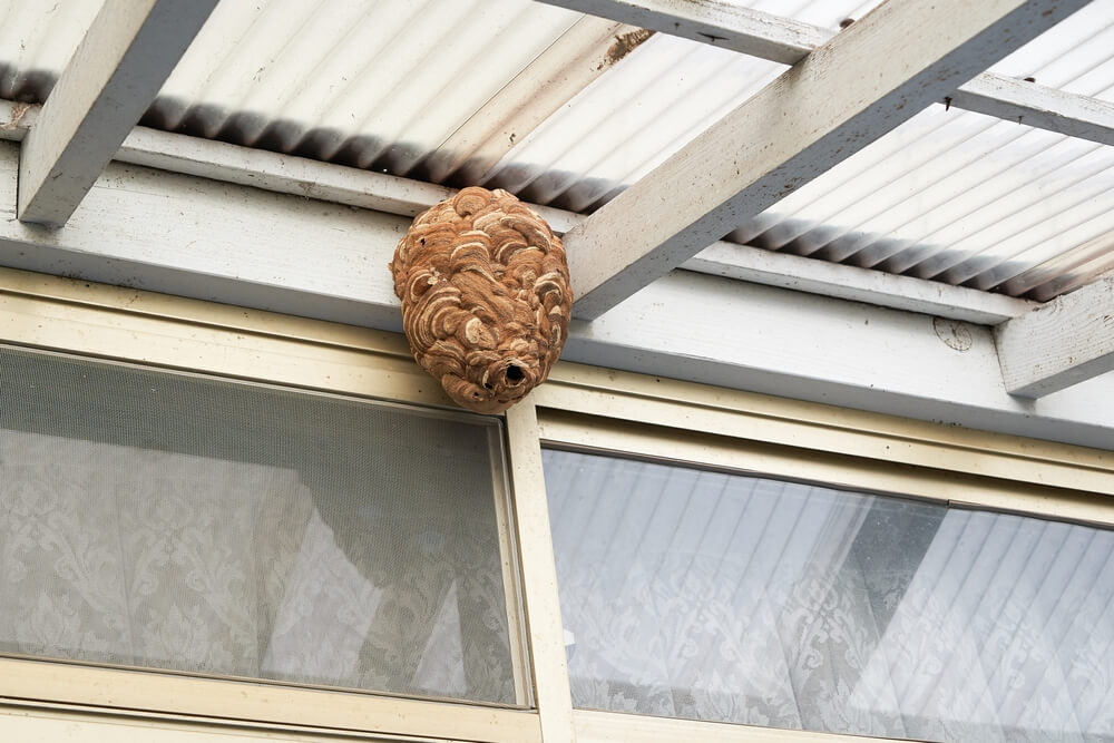 Understanding Wasp Nests Identification Removal And Prevention