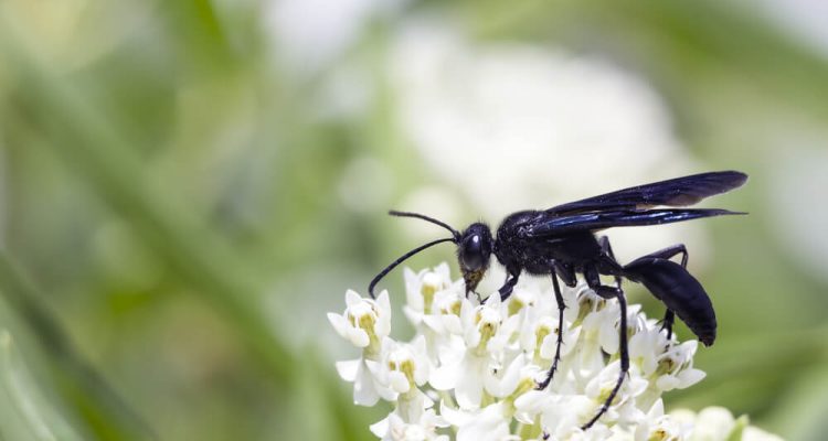 What Black Wasps Are And How To Get Rid Of Them Safely