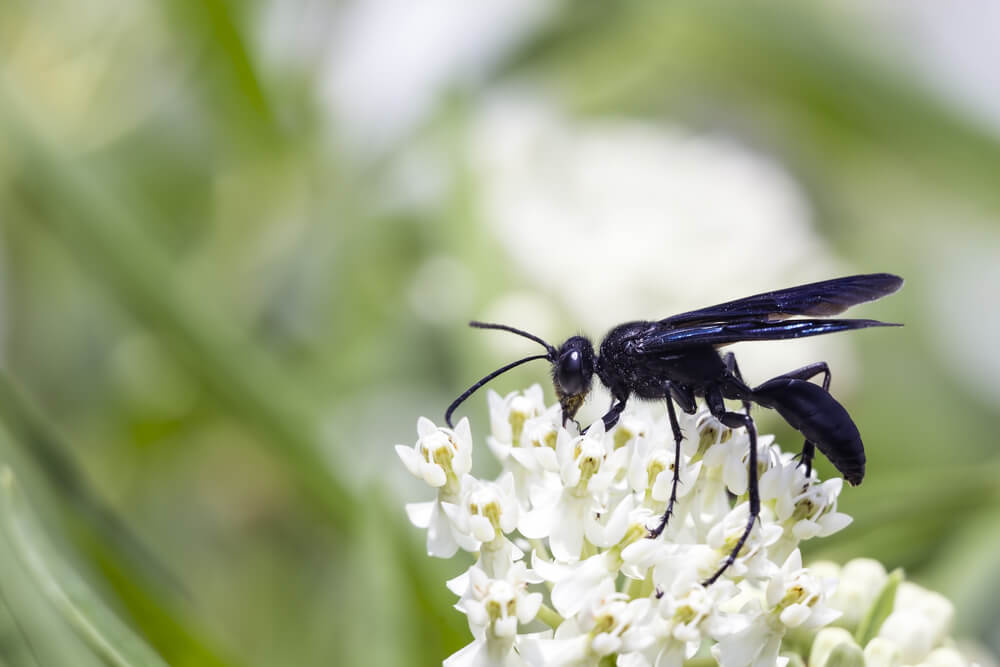 What Black Wasps Are And How To Get Rid Of Them Safely