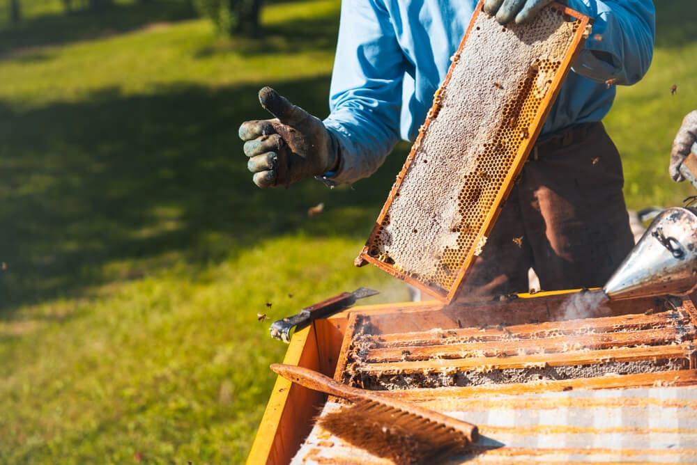 Why Some Vegans Avoid Honey